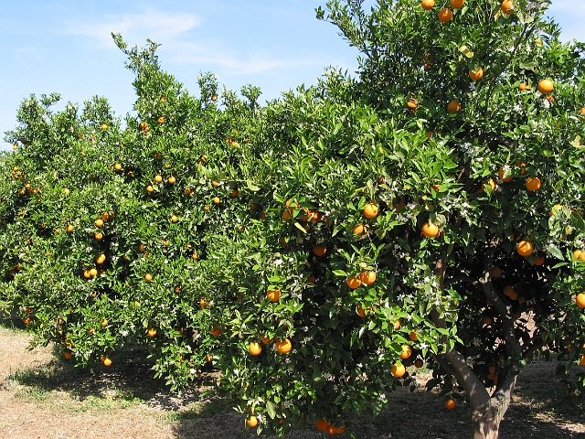 150-5071_IMG.JPG