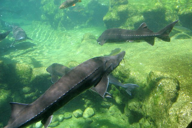 0058 Aquarium Le Busque.JPG