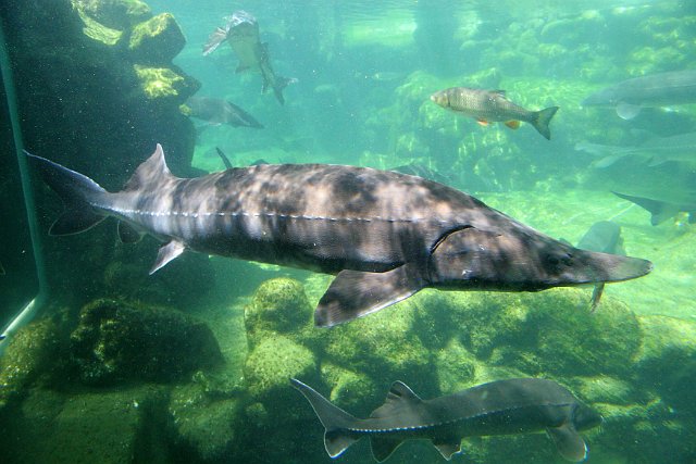 0059 Aquarium Le Busque.JPG