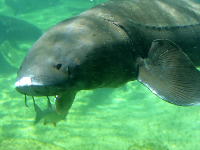 0060 Aquarium Le Busque.JPG