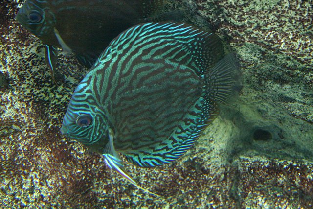 0063 Aquarium Le Busque.JPG