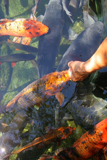 0066 Aquarium Le Busque.JPG