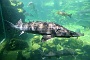 0059 Aquarium Le Busque