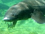 0060 Aquarium Le Busque