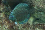 0063 Aquarium Le Busque