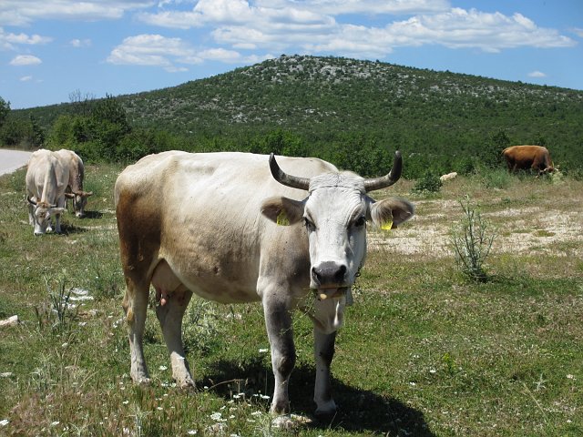 0305 2013 vakantie Kroatie.JPG