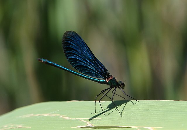0381 2013 vakantie Kroatie.jpg