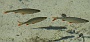 0377 2013 vakantie Kroatie