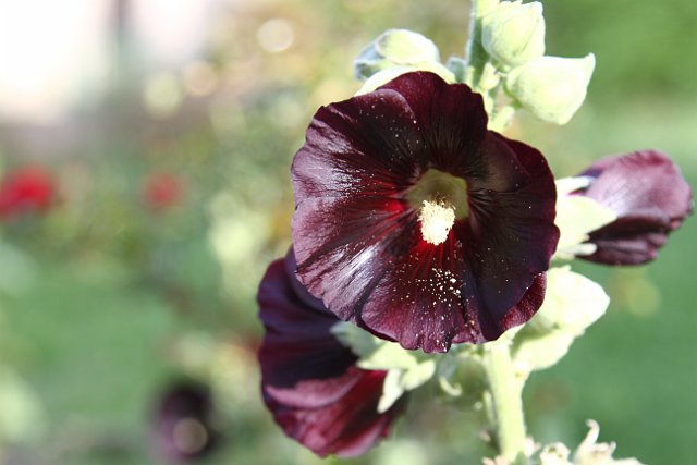 00053 Le Pioch - Nico en Thea.JPG