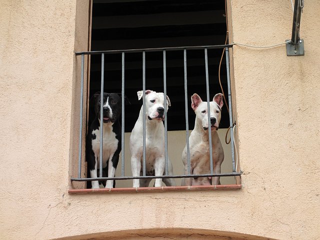 00132 Ripoll.JPG