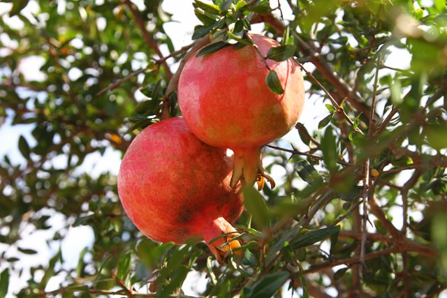 00326 Peratallada.JPG
