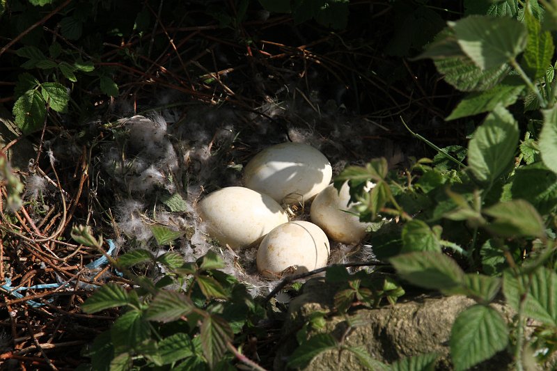 22 2014 Herwijnen.JPG