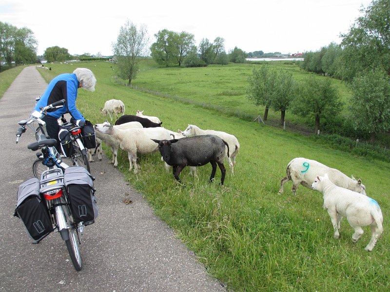 44 Zaltbommel.JPG