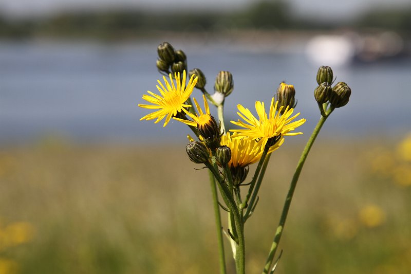 55 2014 Herwijnen.JPG