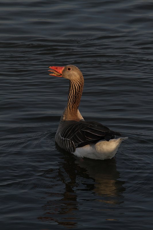 78 2014 Herwijnen.JPG