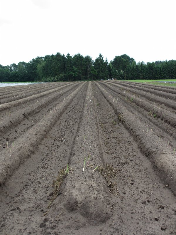 063  2014 De Meinweg.JPG