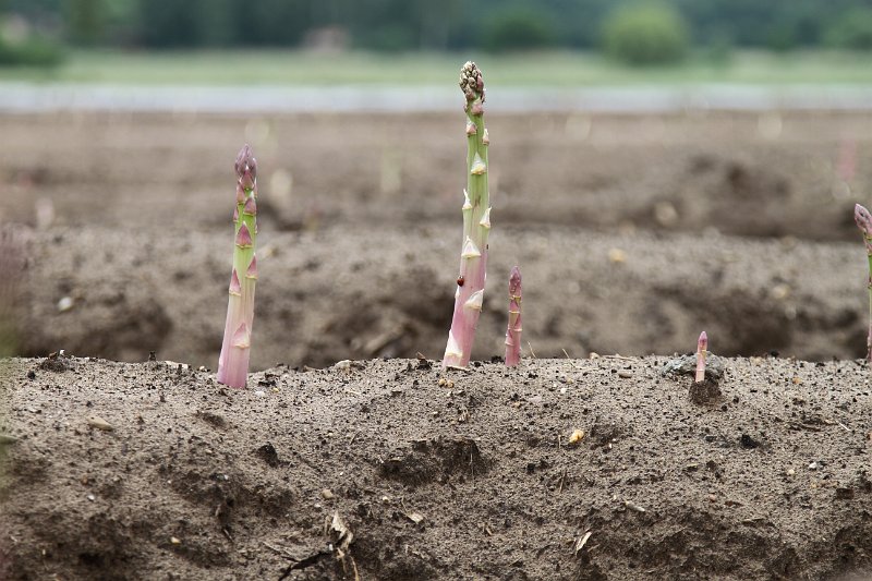 064  2014 De Meinweg.JPG