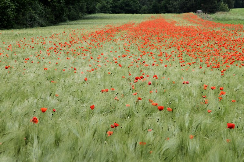 069  2014 De Meinweg.JPG