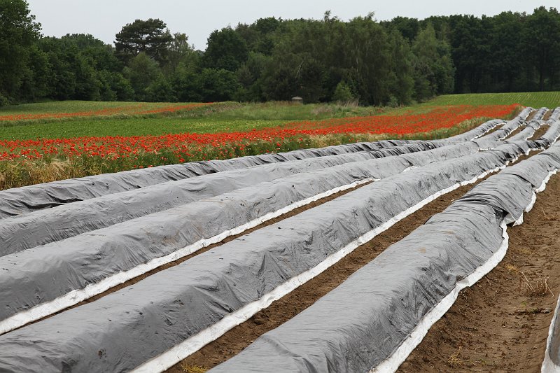 072  2014 De Meinweg.JPG
