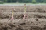 064  2014 De Meinweg