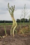 065  2014 De Meinweg