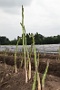 066  2014 De Meinweg