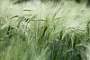 068  2014 De Meinweg