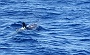 084 DSC00609 