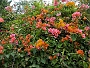 136 IMG_1565 