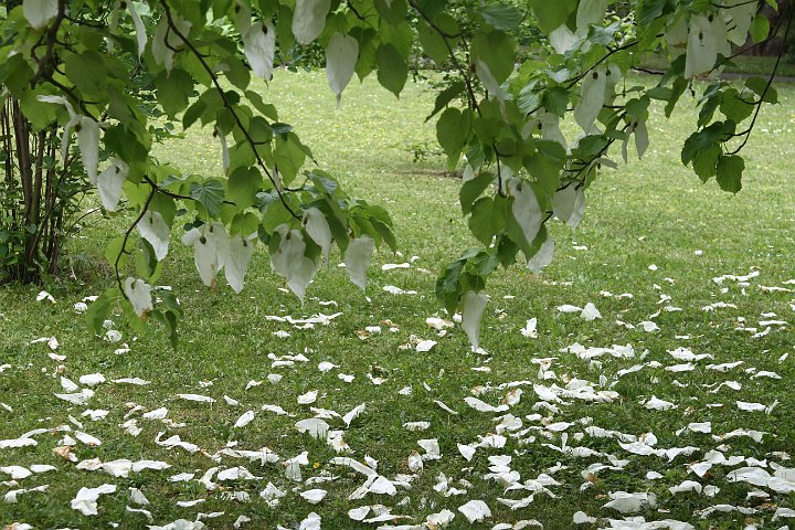 0094 IMG_2718 .JPG