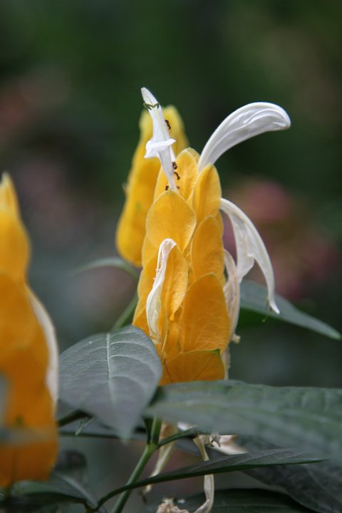 0099 IMG_2731 .JPG