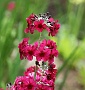 0091 IMG_2713 