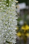 0093 IMG_2716 