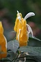 0099 IMG_2731 