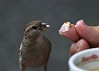 0022 IMG_2487 