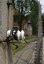 0073 IMG_3610      