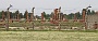 0096 IMG_3656      