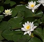 0015 IMG_3960 