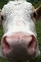 0071 IMG_4575 