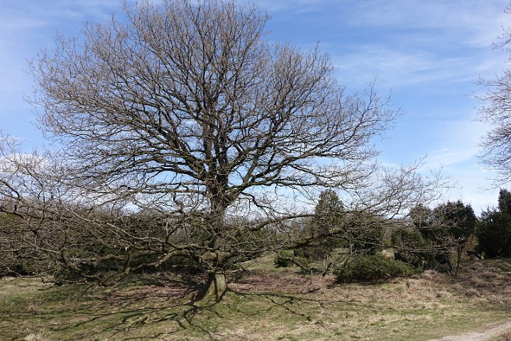 012 Drenthe - Mantinge - MVervoorn.JPG