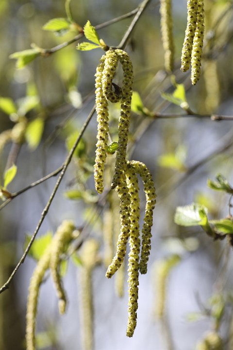 016 Drenthe - Mantinge - MVervoorn.JPG