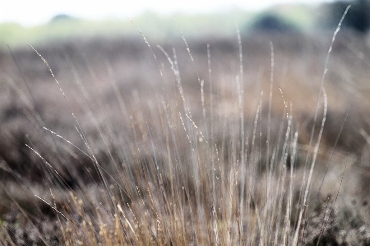 018 Drenthe - Mantinge - MVervoorn.jpg