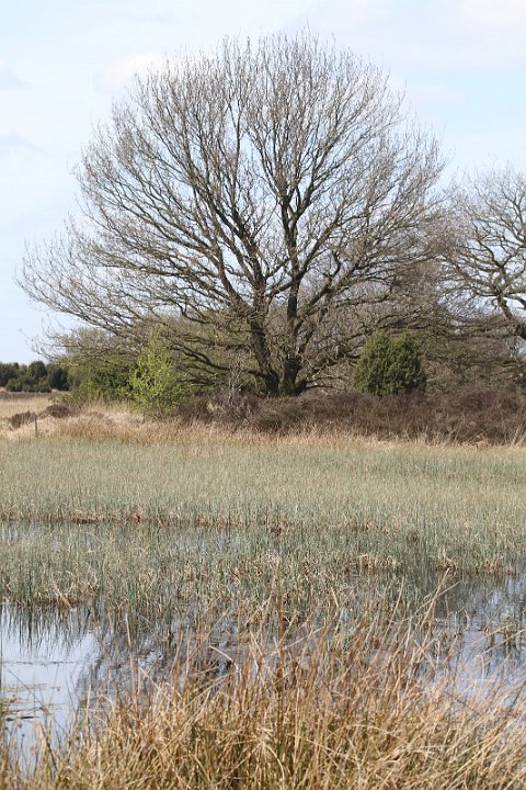 019 Drenthe - Mantinge - MVervoorn.JPG