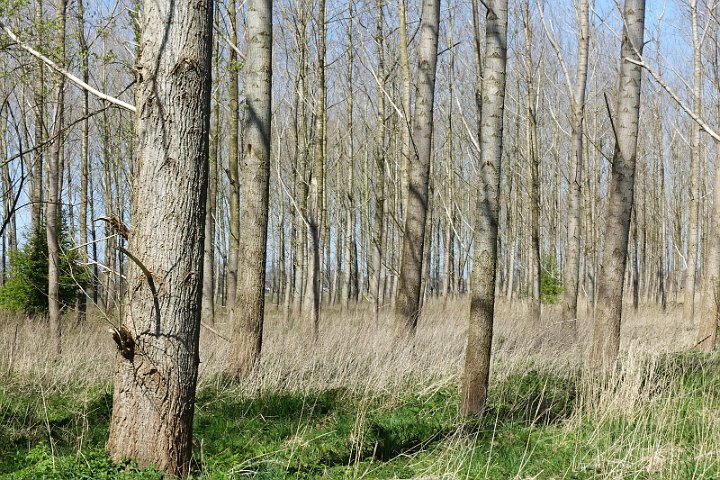 044 Drenthe - Mantinge - MVervoorn.JPG