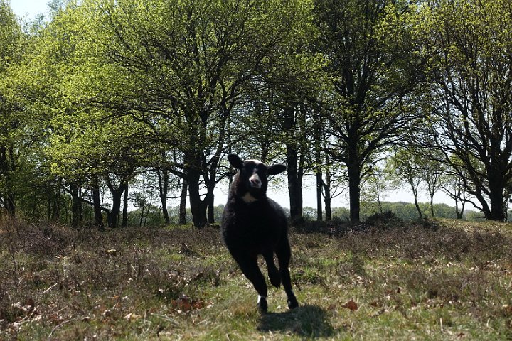 128 Drenthe - Mantinge - MVervoorn.JPG