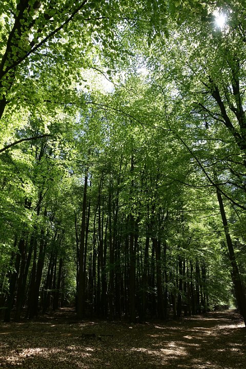 133 Drenthe - Mantinge - MVervoorn.JPG