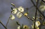 021 Drenthe - Mantinge - MVervoorn