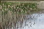 065 Drenthe - Mantinge - MVervoorn
