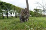 068 Drenthe - Mantinge - MVervoorn