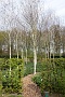 103 Drenthe - Mantinge - MVervoorn